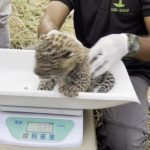 Maharashtra: Three Leopard Cubs Found in a Field in Nashik Rescued and Reunited With Mother (Watch Video)